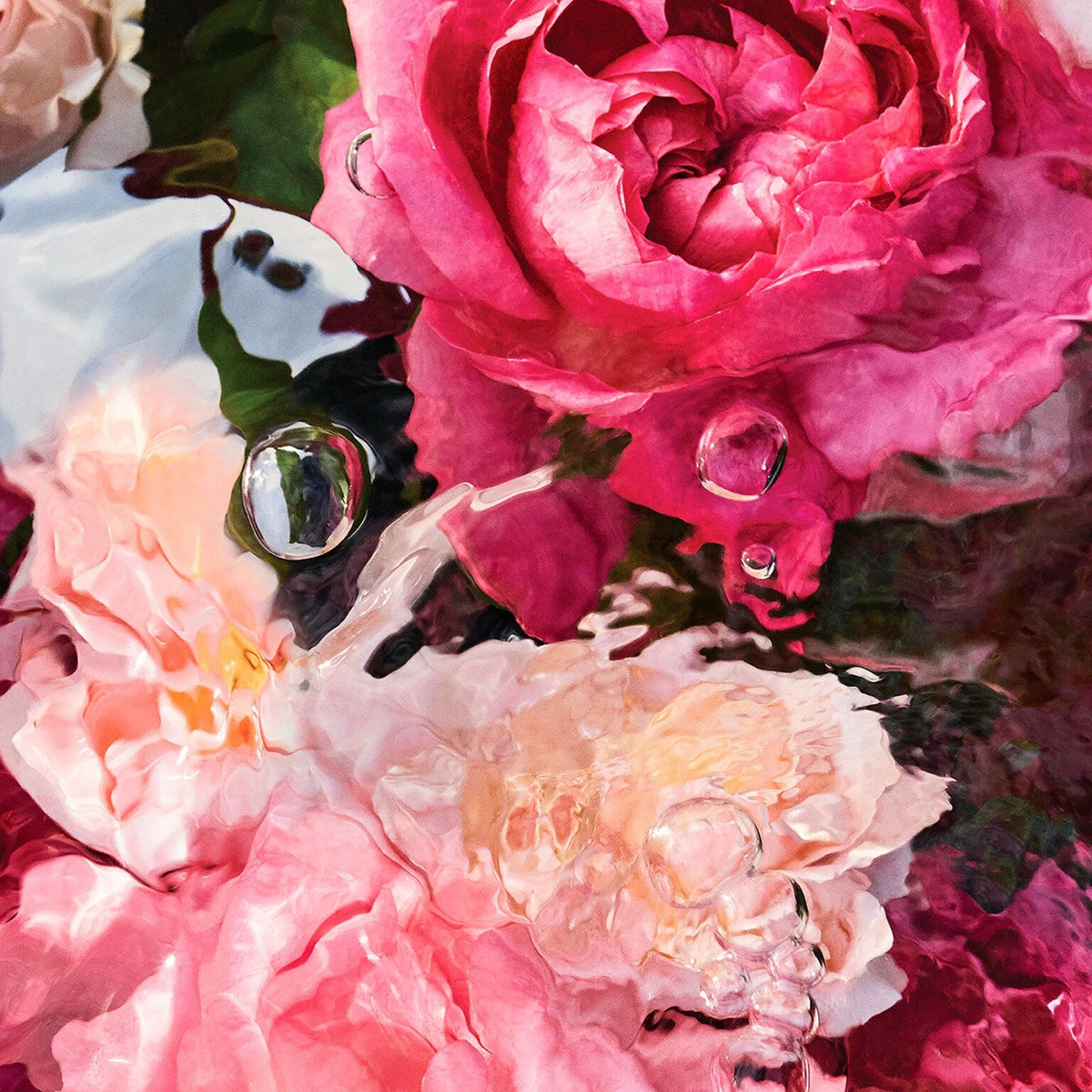 Close-up of pink and white flowers with water droplets on a reflective surface.