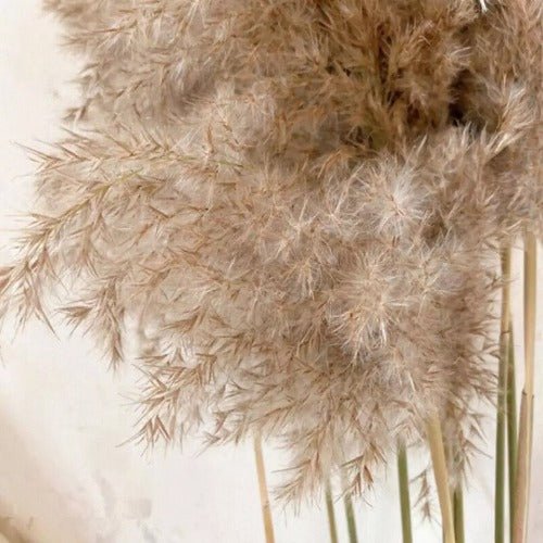 2 Pcs dried pampas 99 cm grass decor. - BusDeals