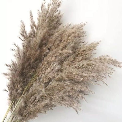 2 Pcs dried pampas 99 cm grass decor. - BusDeals