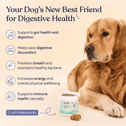 Dog Probiotic Chewable Tablets, Chicken Flavor 30 Chews - BusDeals